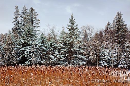Snowy Pines & Cattails_11722.jpg - Photographed at Ottawa, Ontario - the capital of Canada.